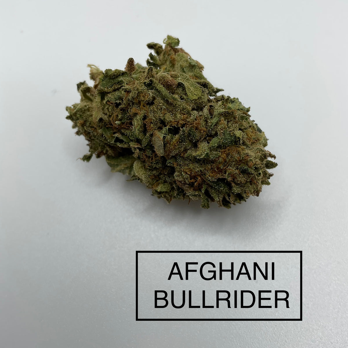 *** AFGHANI BULLRIDER ***LIMITED QUANTITIES***